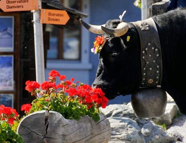 Rando Pique De La Le